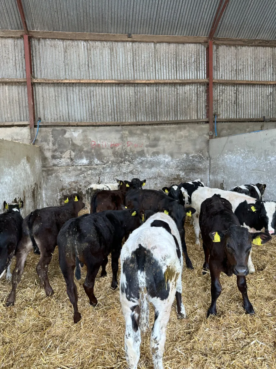 Bulls - Image 1