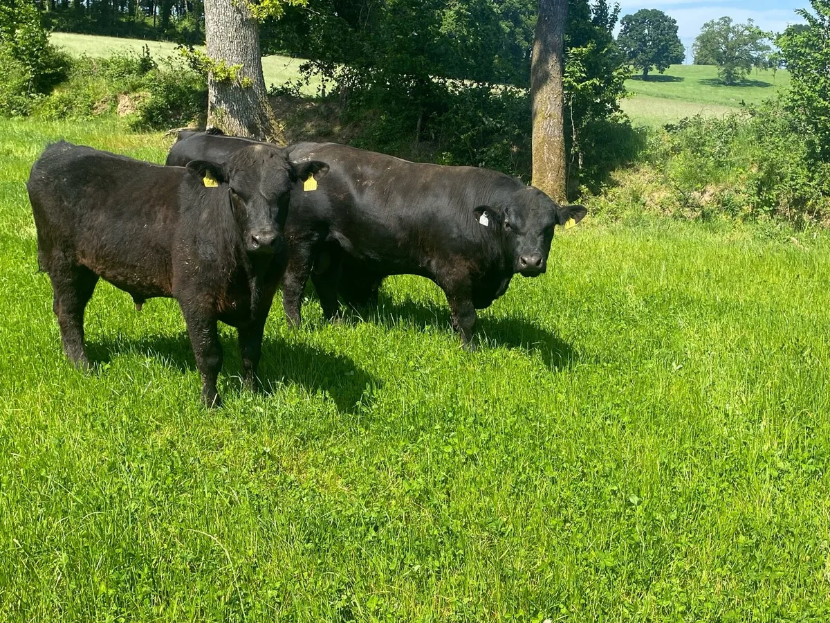 Bulls - Image 1