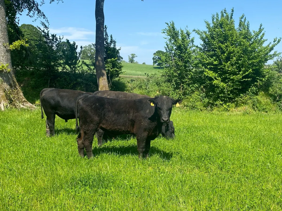 Bulls - Image 2