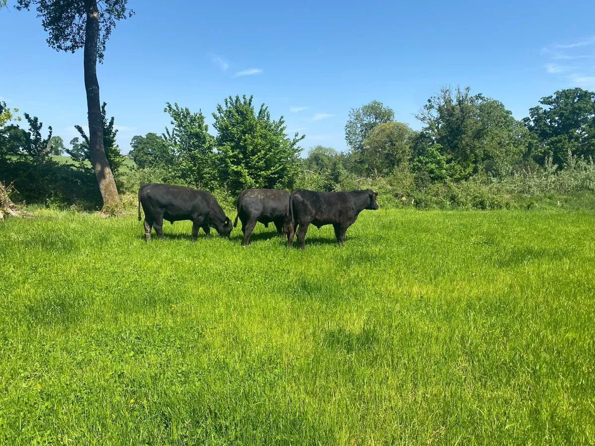 Bulls - Image 3