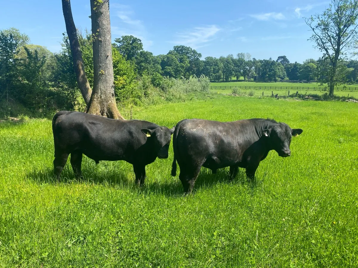 Bulls - Image 4