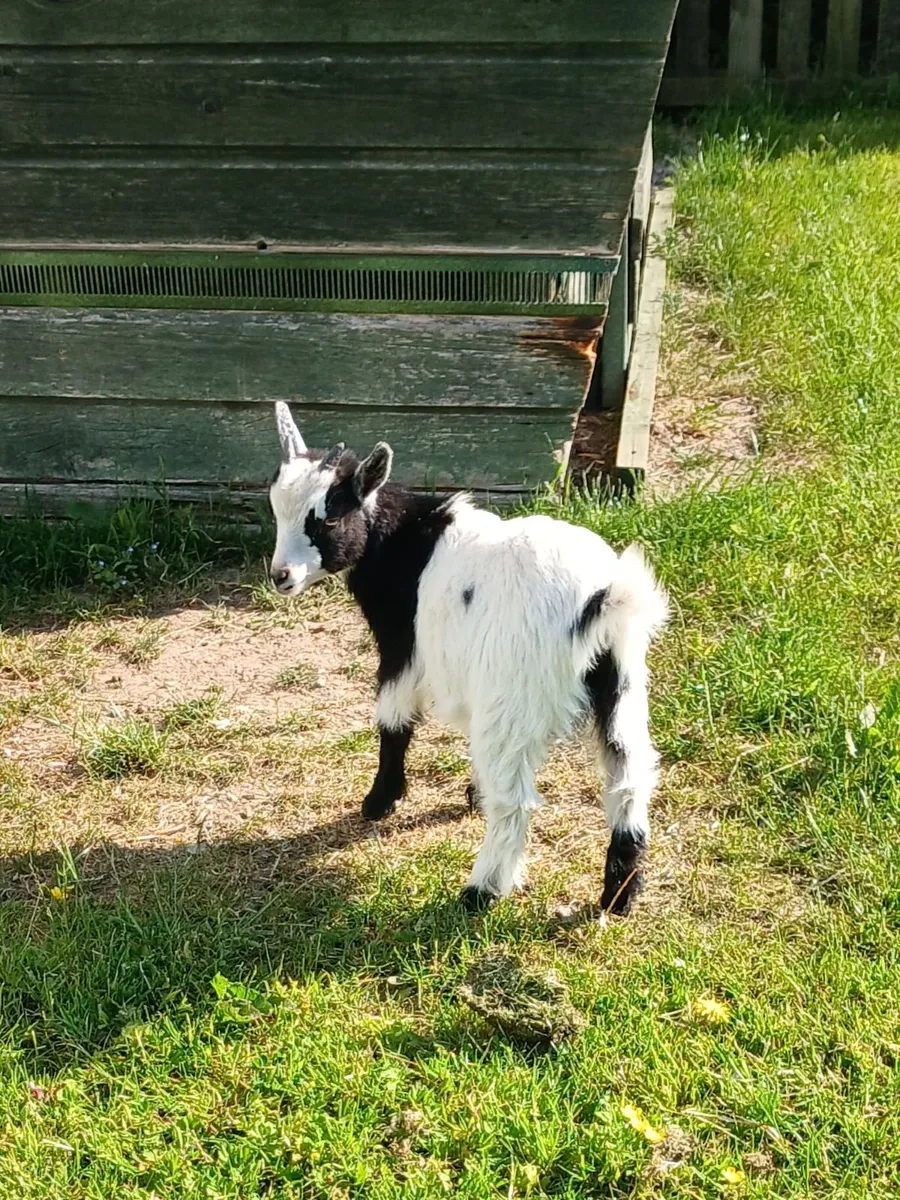 Pure Pygmy Goat Wethers - Image 1