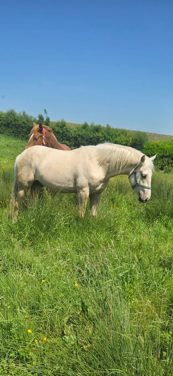 Irish draught colt - Image 1