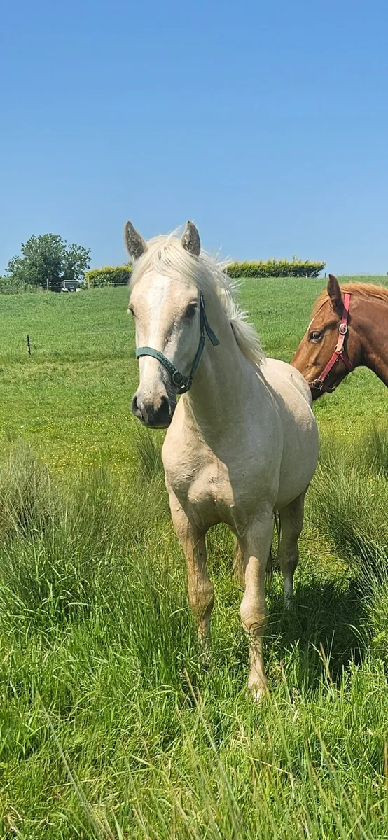 Irish draught colt - Image 2