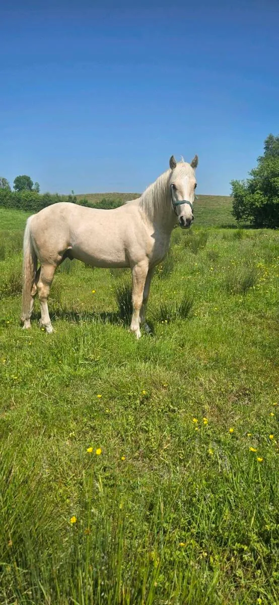 Irish draught colt - Image 3