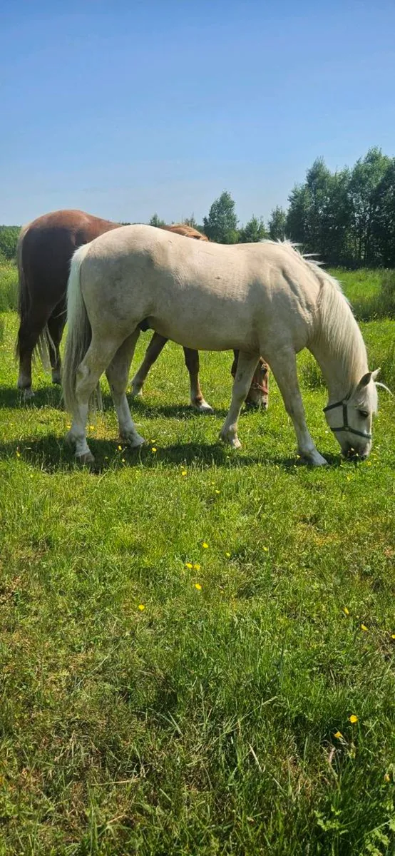 Irish draught colt - Image 4
