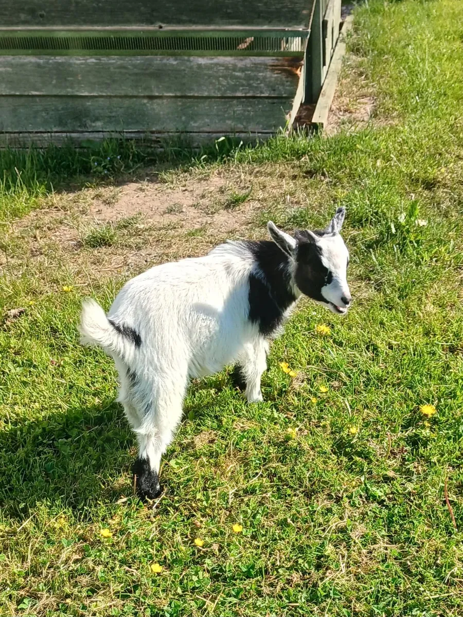 Pure Pygmy Goat Wethers - Image 2