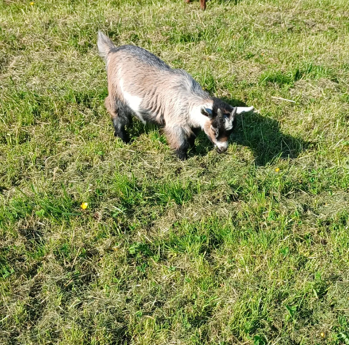 Pure Pygmy Goat Wethers - Image 3