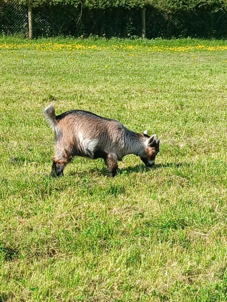 Pure Pygmy Goat Wethers - Image 4