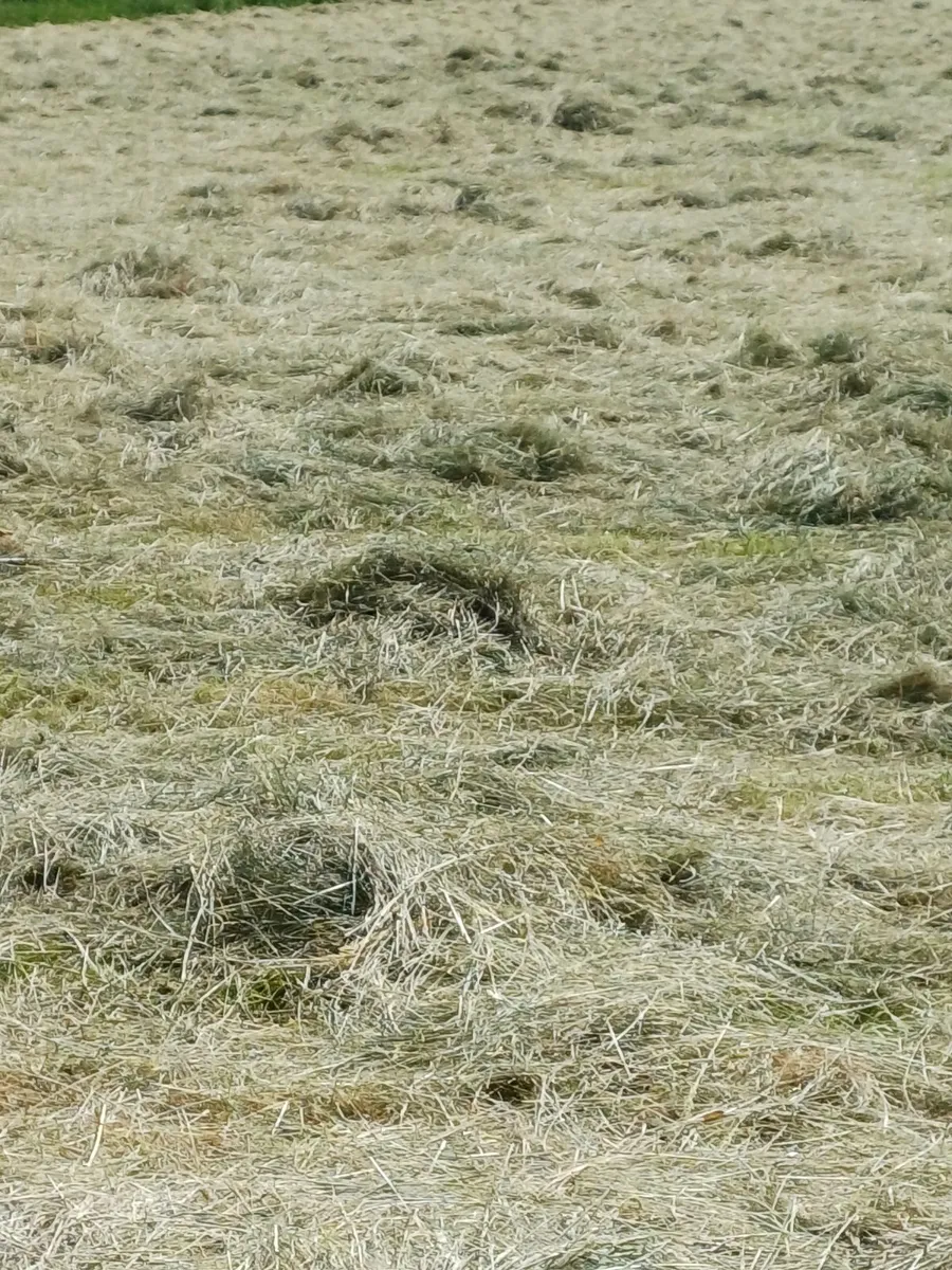 Square bales of 2026 Hay (Dysart) - Image 2