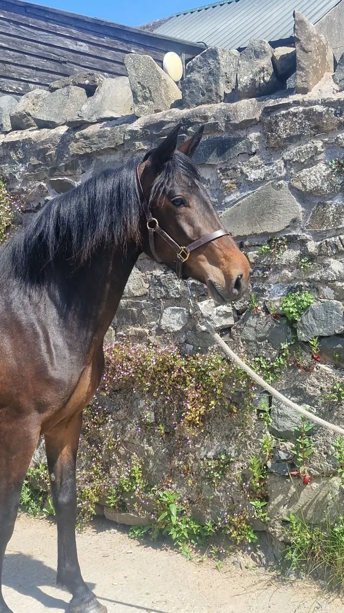 Pony - Image 1