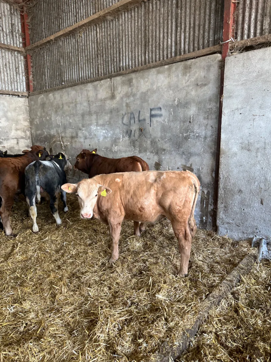 Beef bred bulls - Image 3