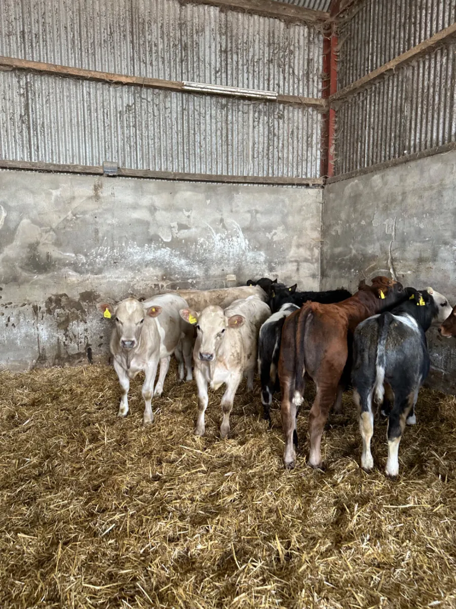 Beef bred bulls - Image 4