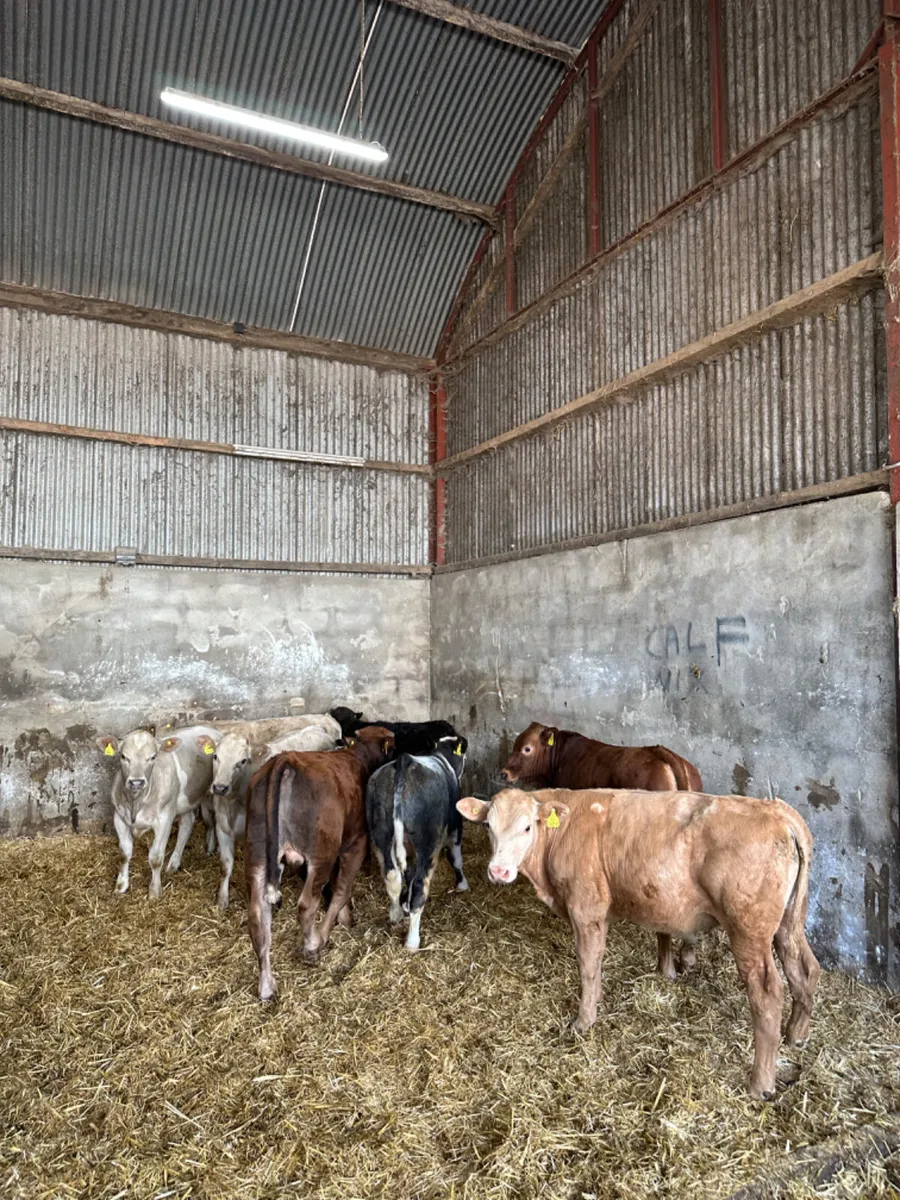 Beef bred bulls - Image 1