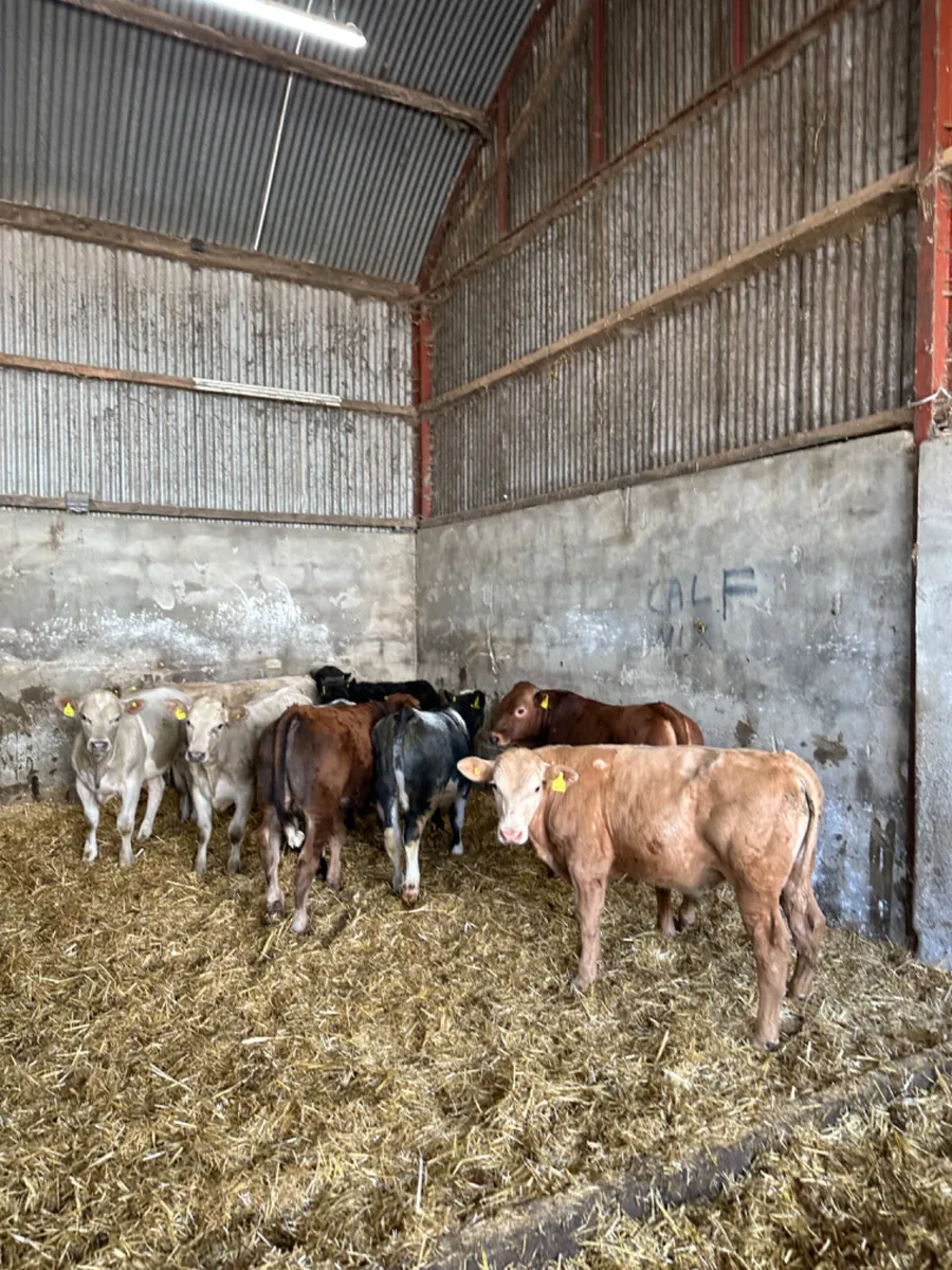 Beef bred bulls - Image 2