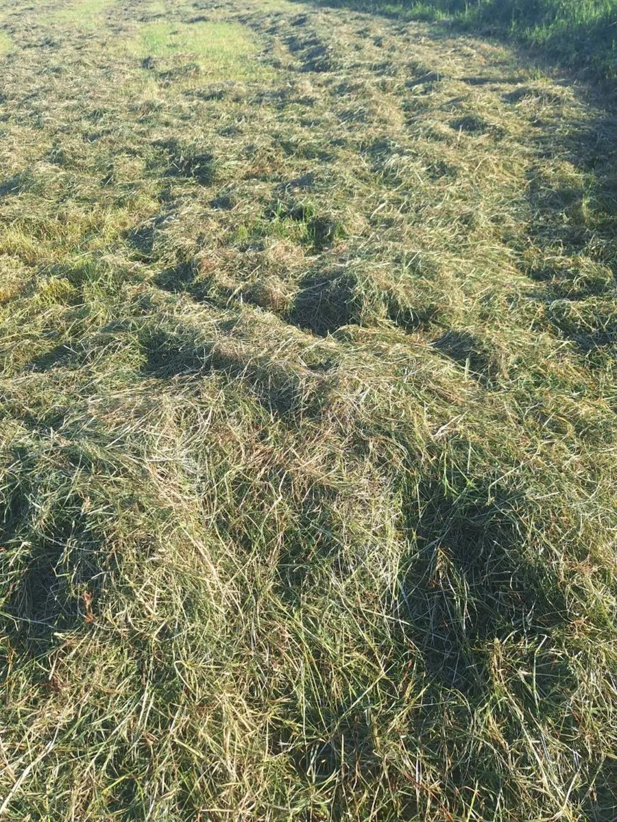 Small square bales - Image 4