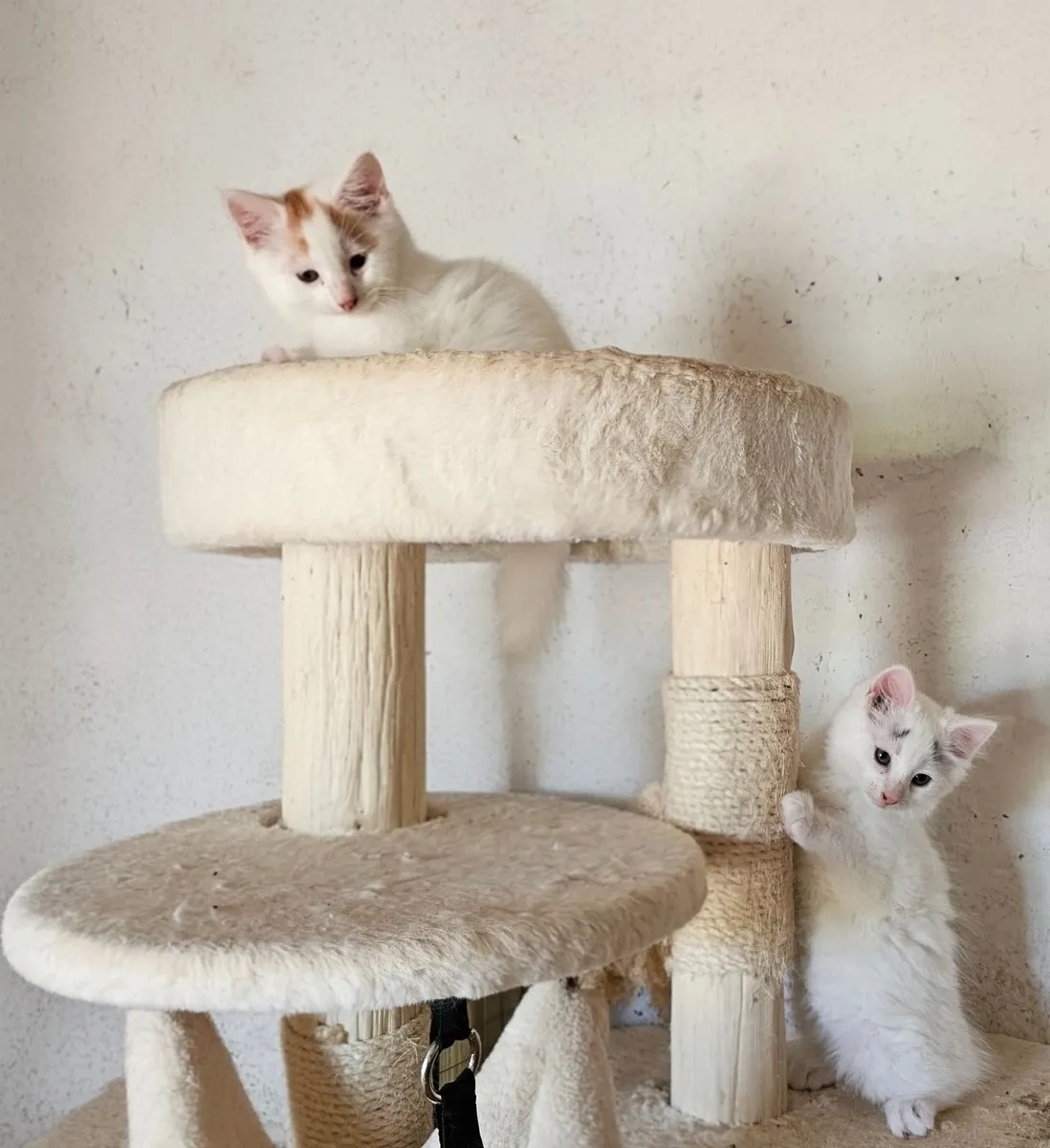Male kittens - Image 3