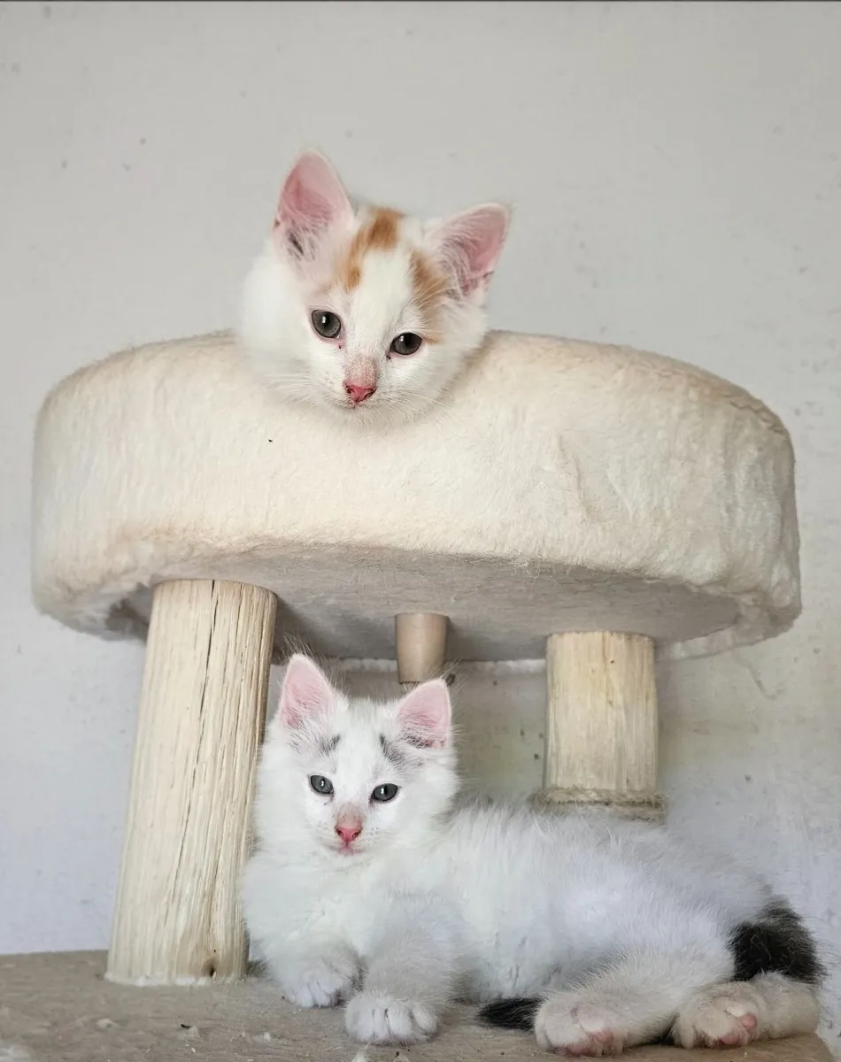 Male kittens - Image 4