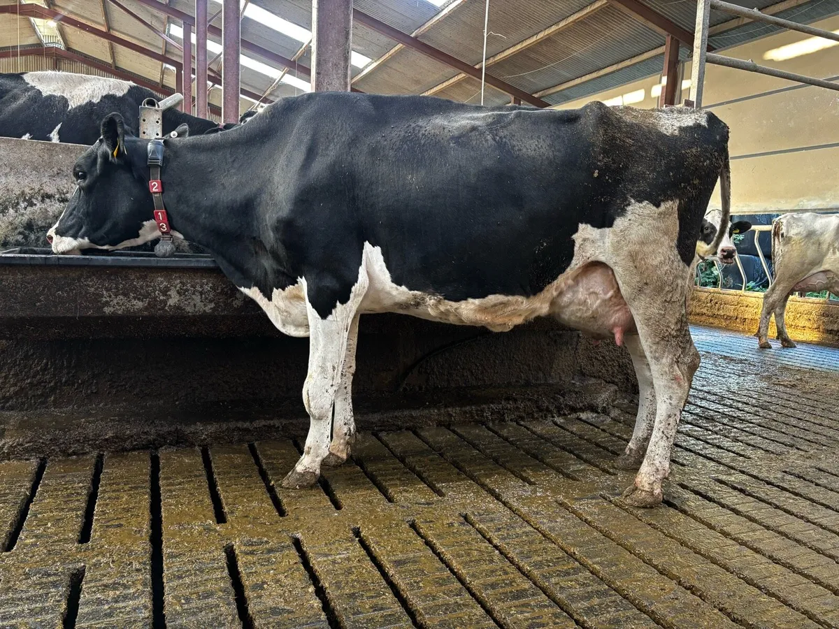 Milking Cull Cows - Image 1
