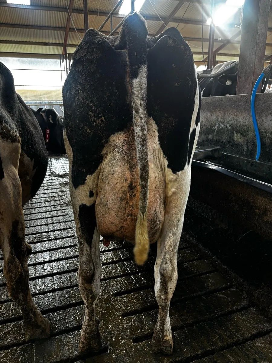 Milking Cull Cows - Image 2