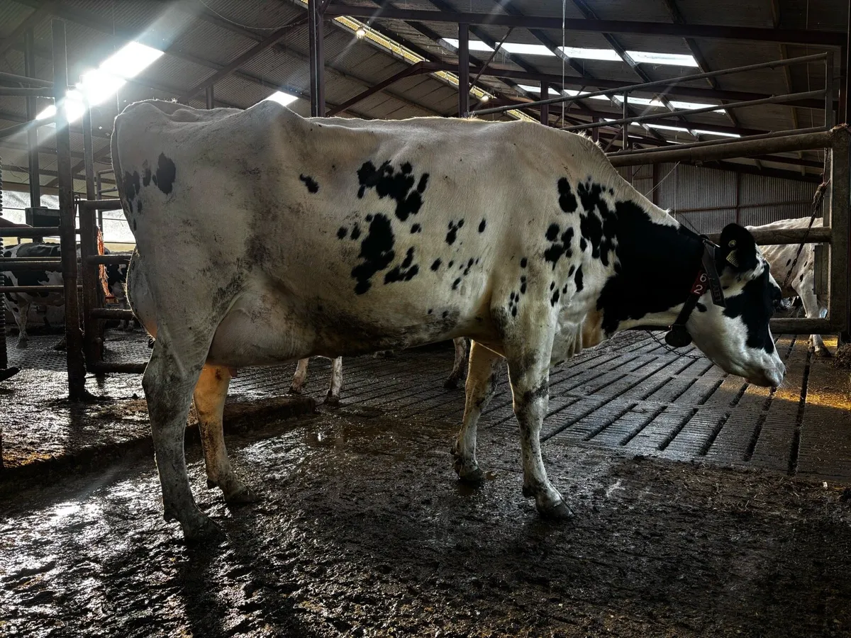 Milking Cull Cows - Image 3