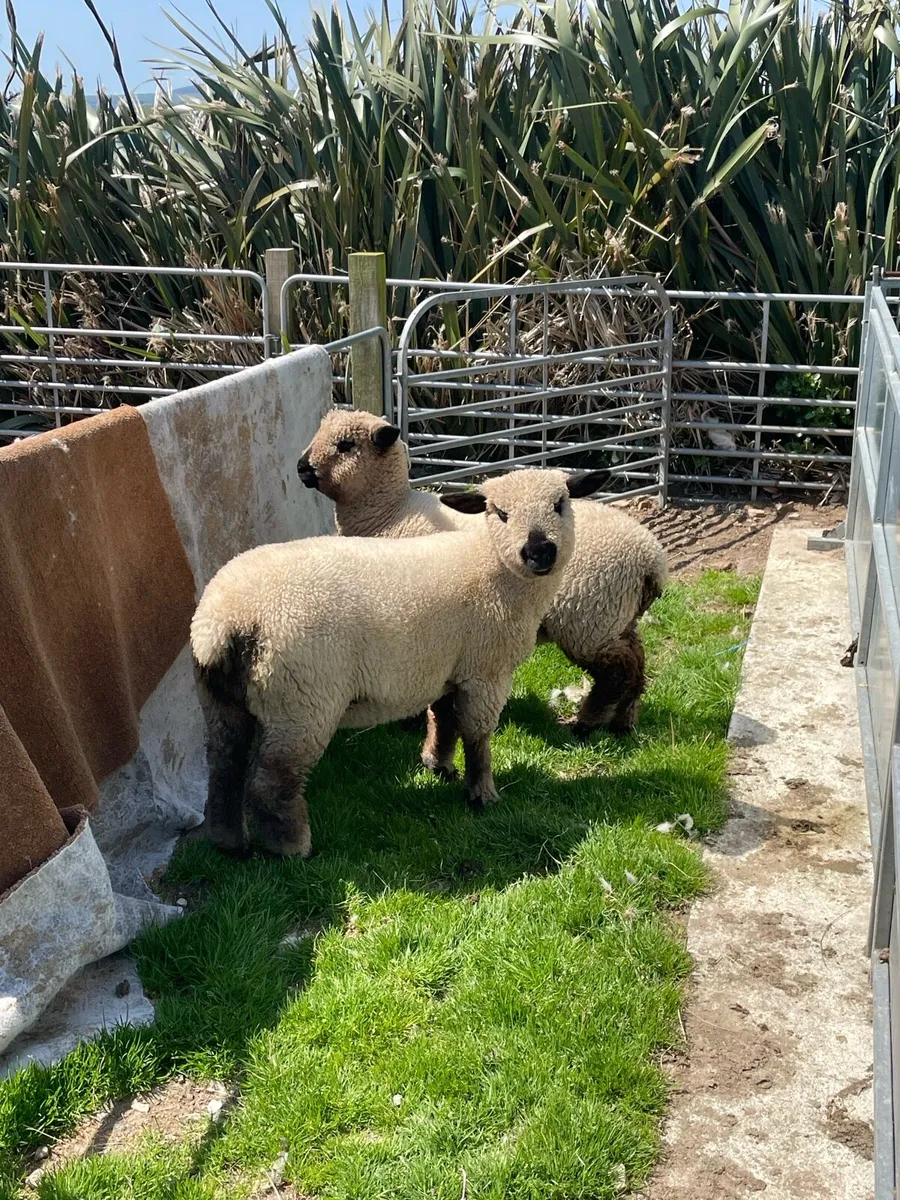 Hampshire lambs - Image 1