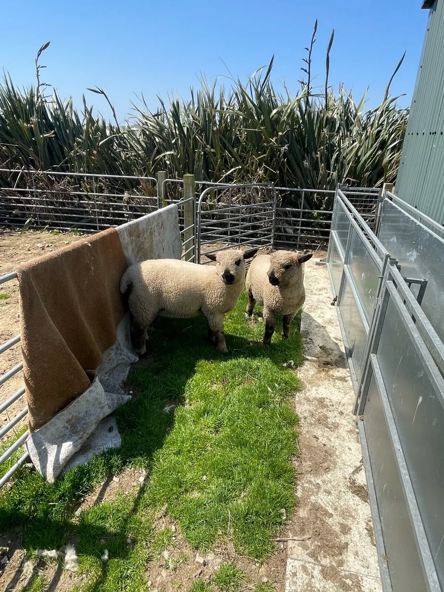 Hampshire lambs - Image 2