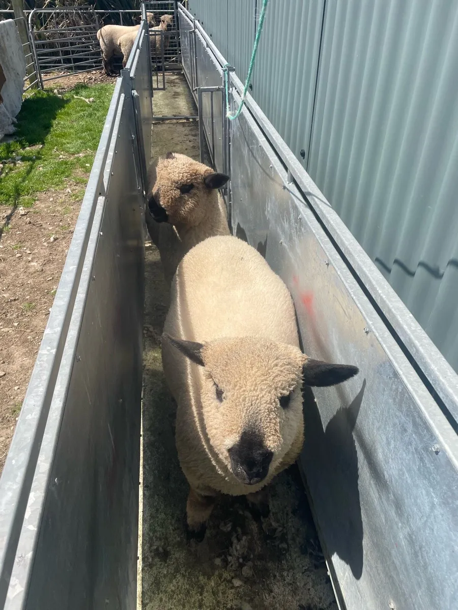 Hampshire lambs - Image 3