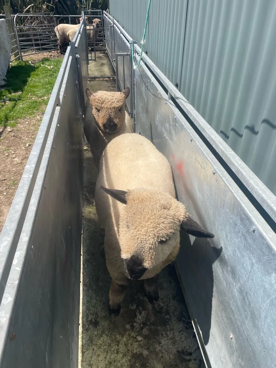 Hampshire lambs - Image 4