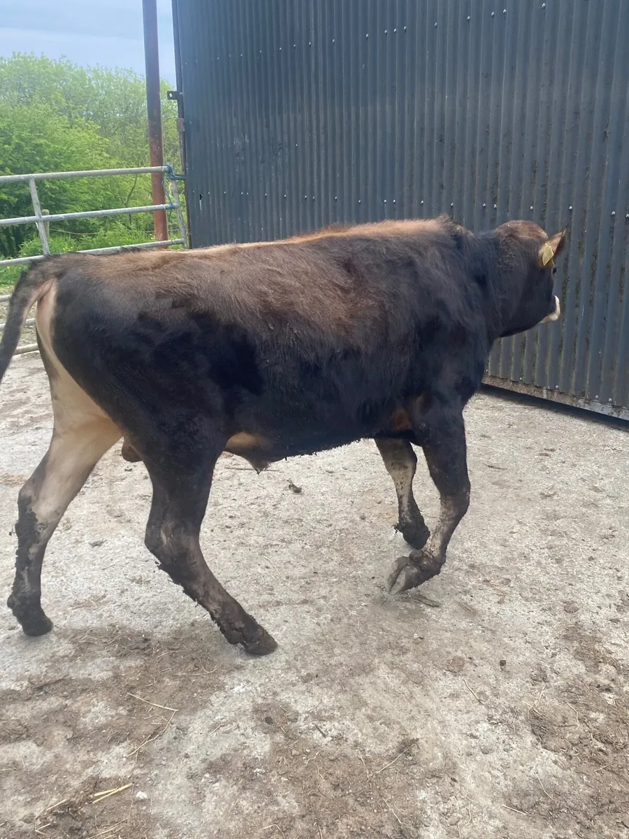 PB NR Jersey Bull - Image 1