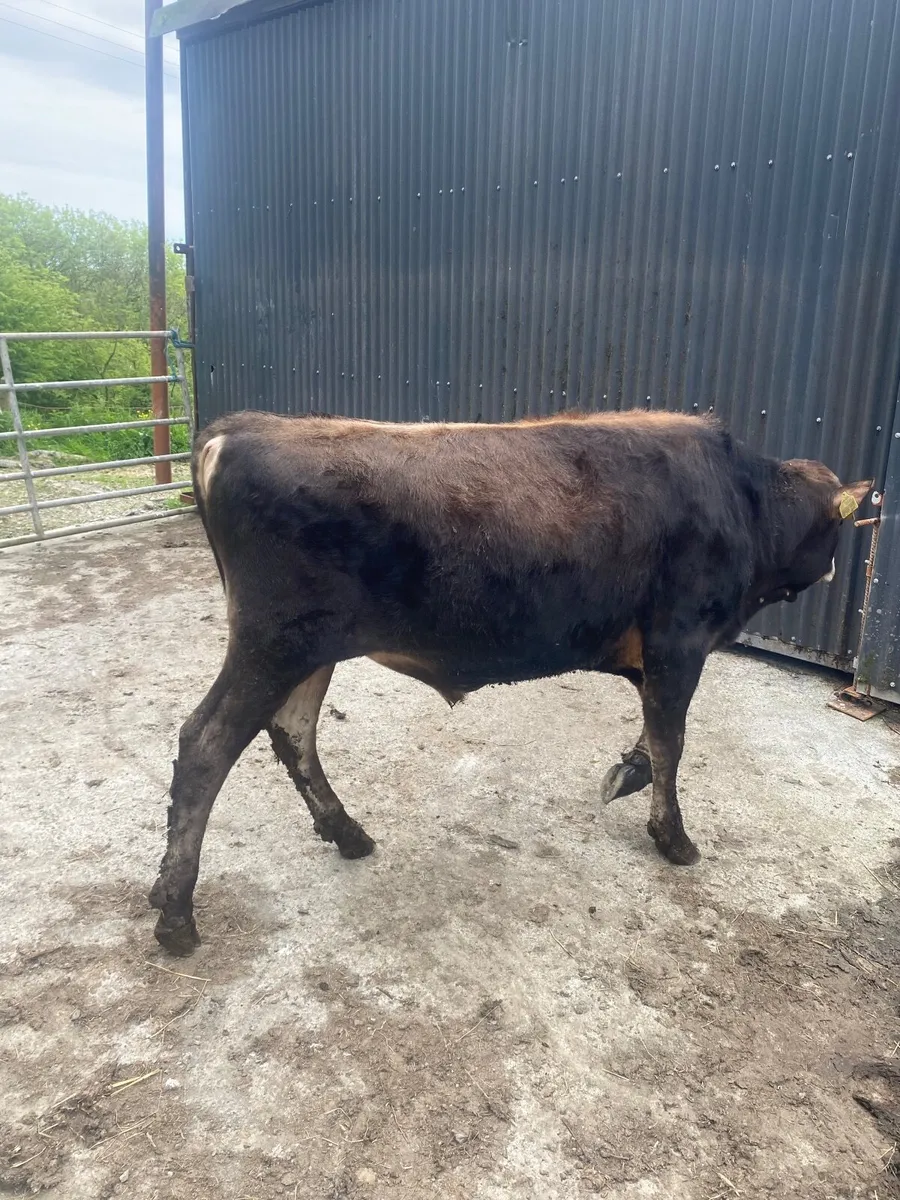 PB NR Jersey Bull - Image 2