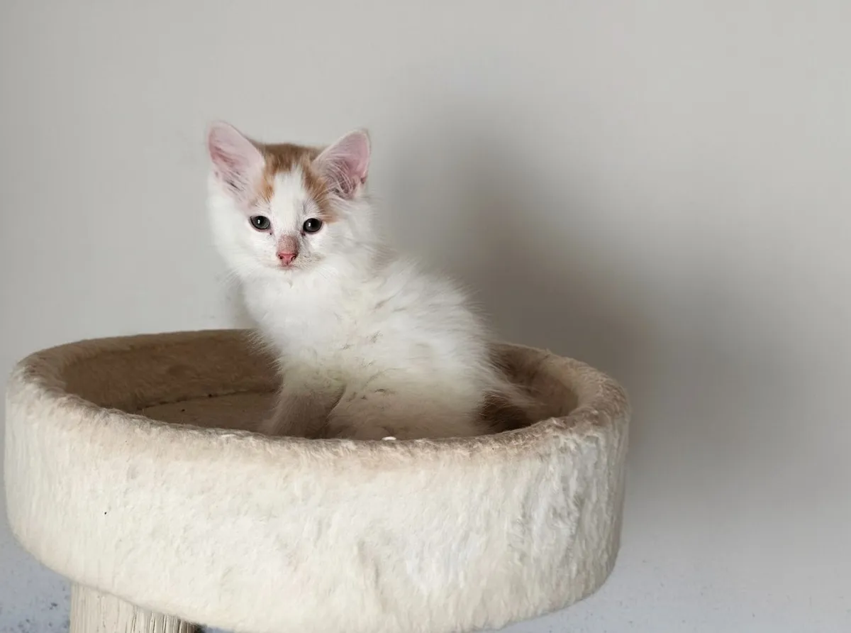 Male kittens - Image 1