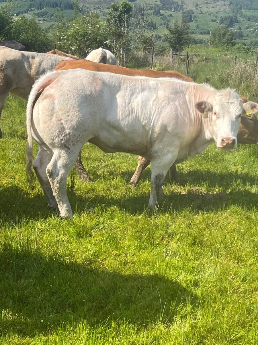 16 u grade store heifers - Image 3