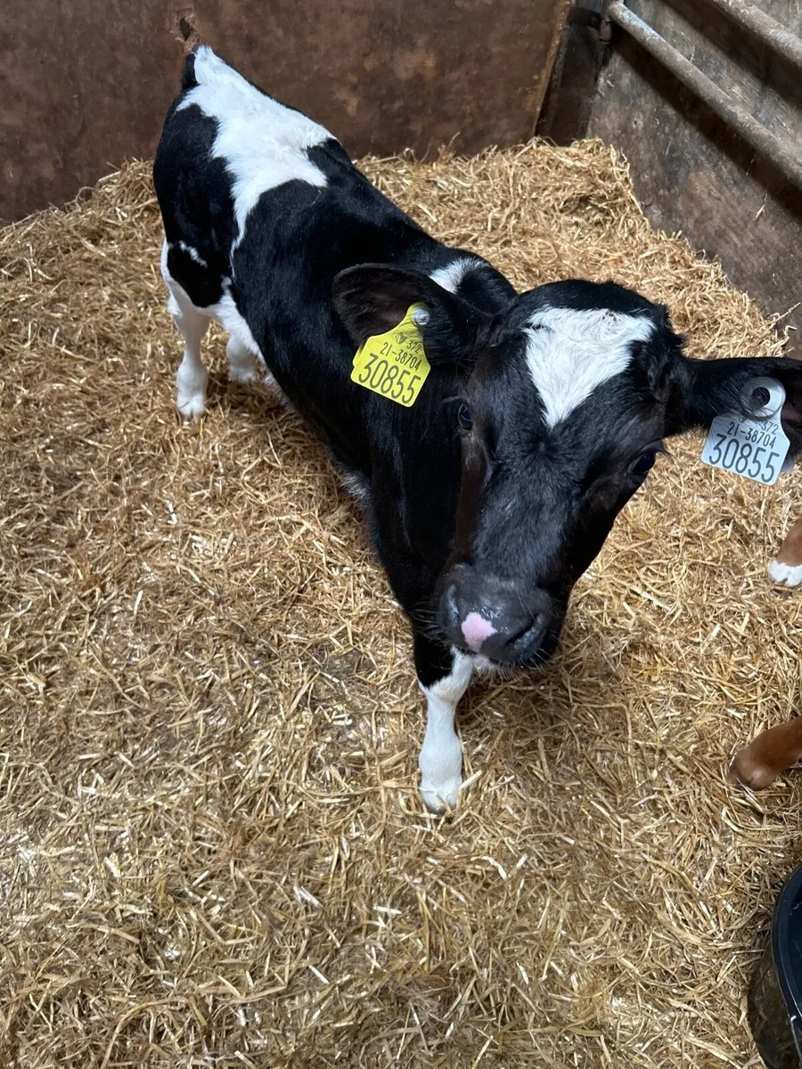 British friesian - Image 1