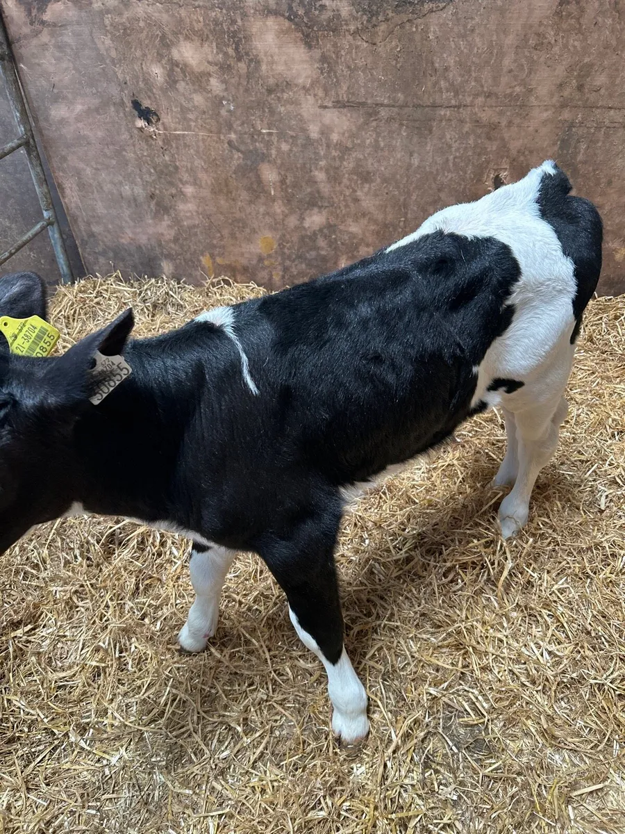 British friesian - Image 3