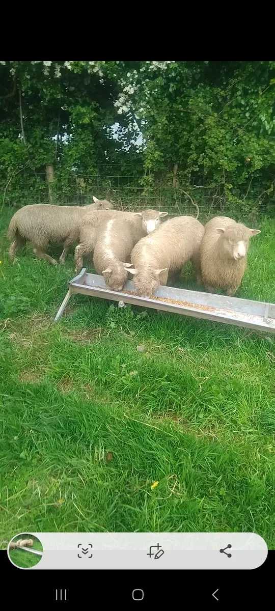 Dorset ewe lambs - Image 1