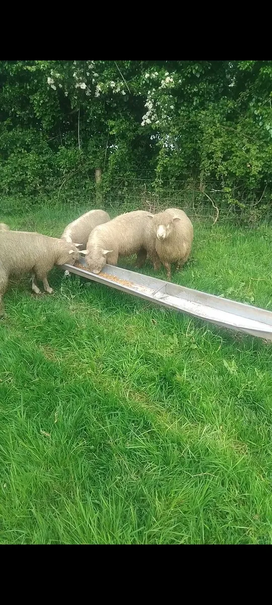 Dorset ewe lambs - Image 2