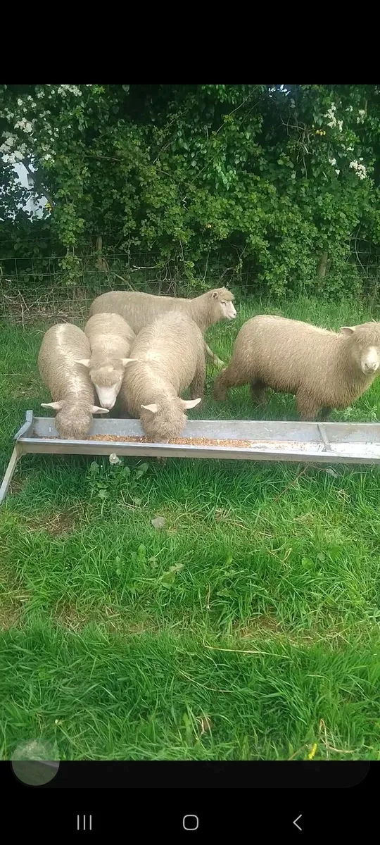 Dorset ewe lambs - Image 3
