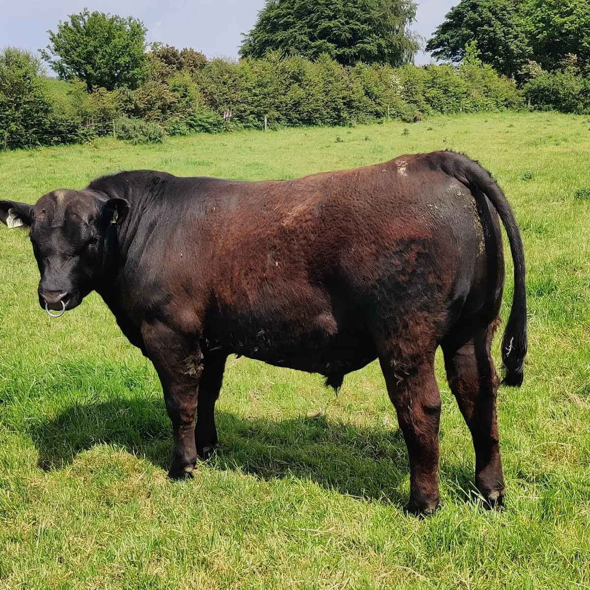 Angus Bull - Image 1