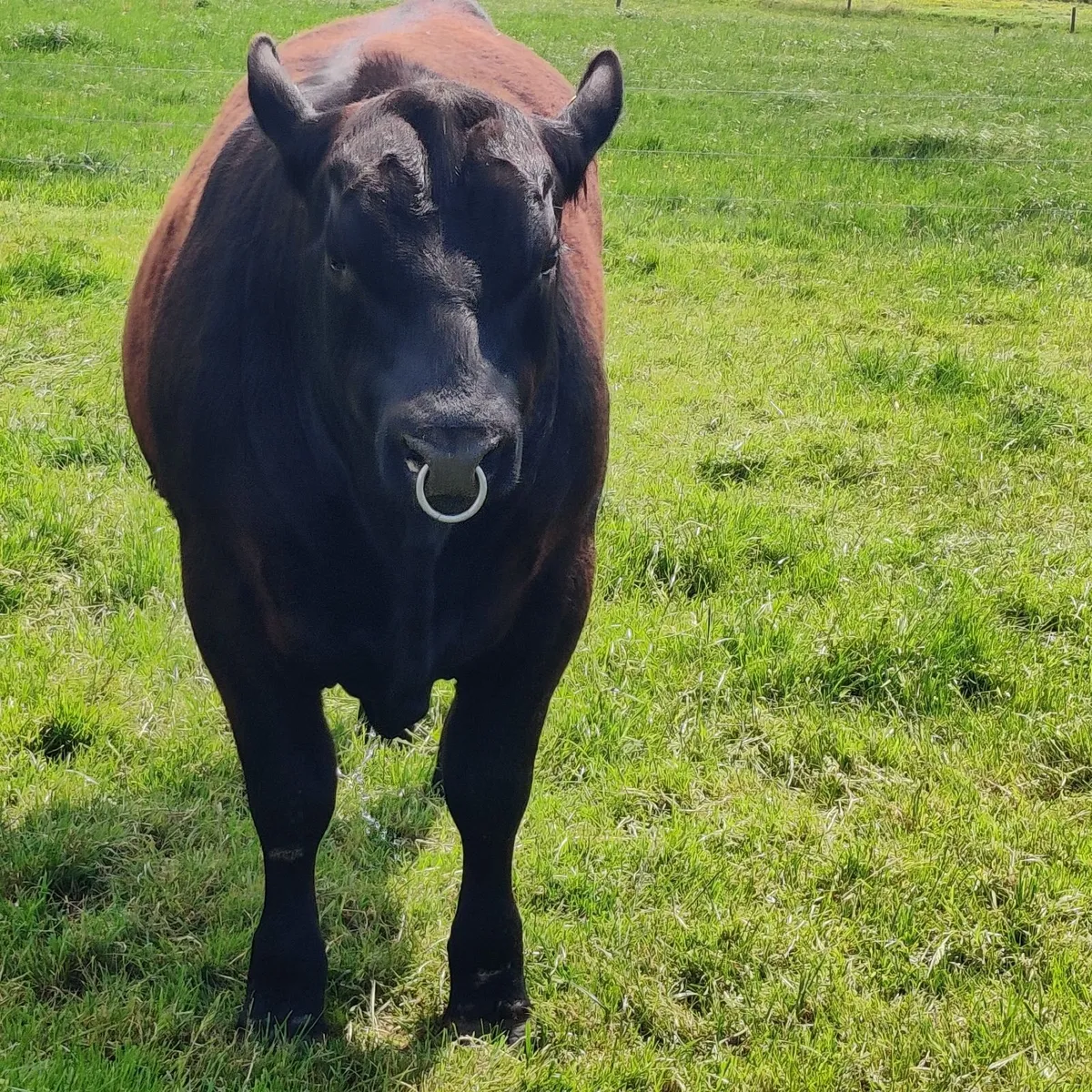 Angus Bull - Image 3