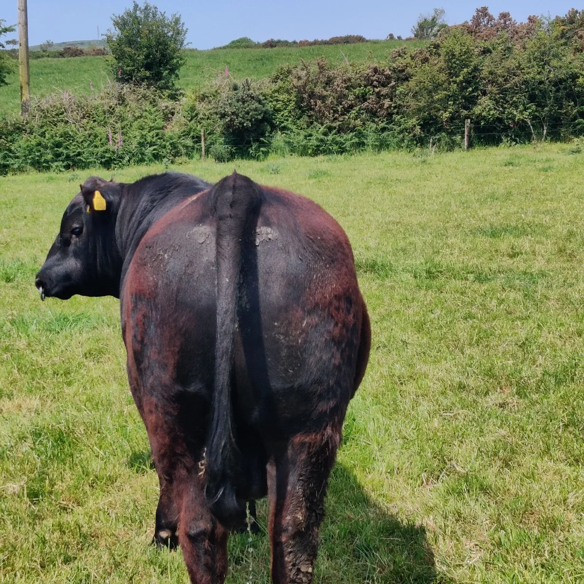 Angus Bull - Image 4