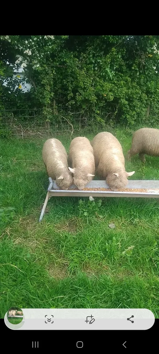 Dorset ewe lambs - Image 4