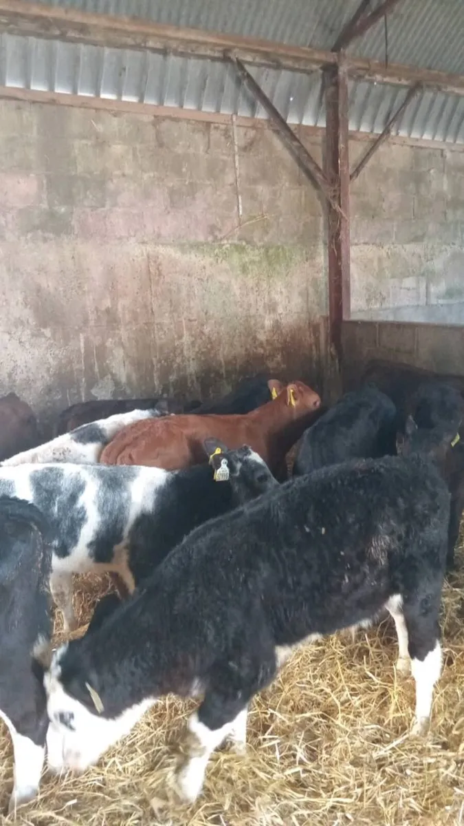 12 super quality reared calves - Image 1