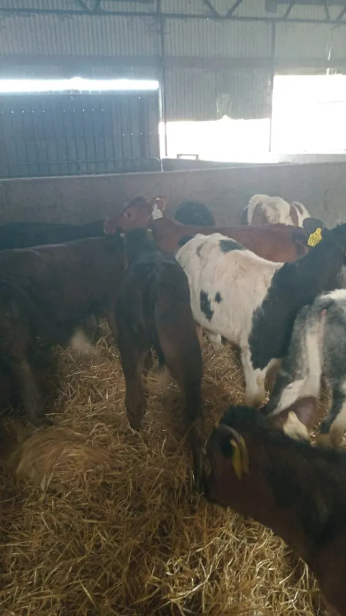 12 super quality reared calves - Image 2