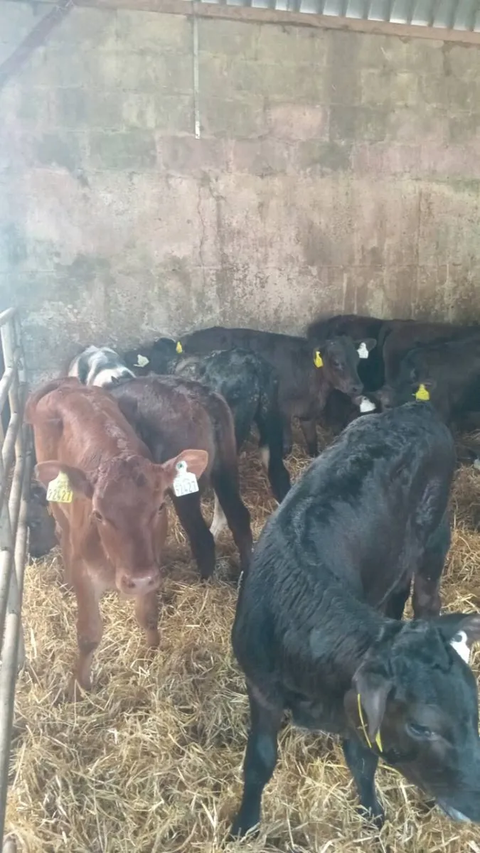 12 super quality reared calves - Image 4