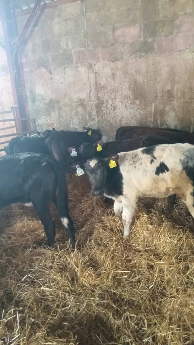 12 super quality reared calves - Image 3