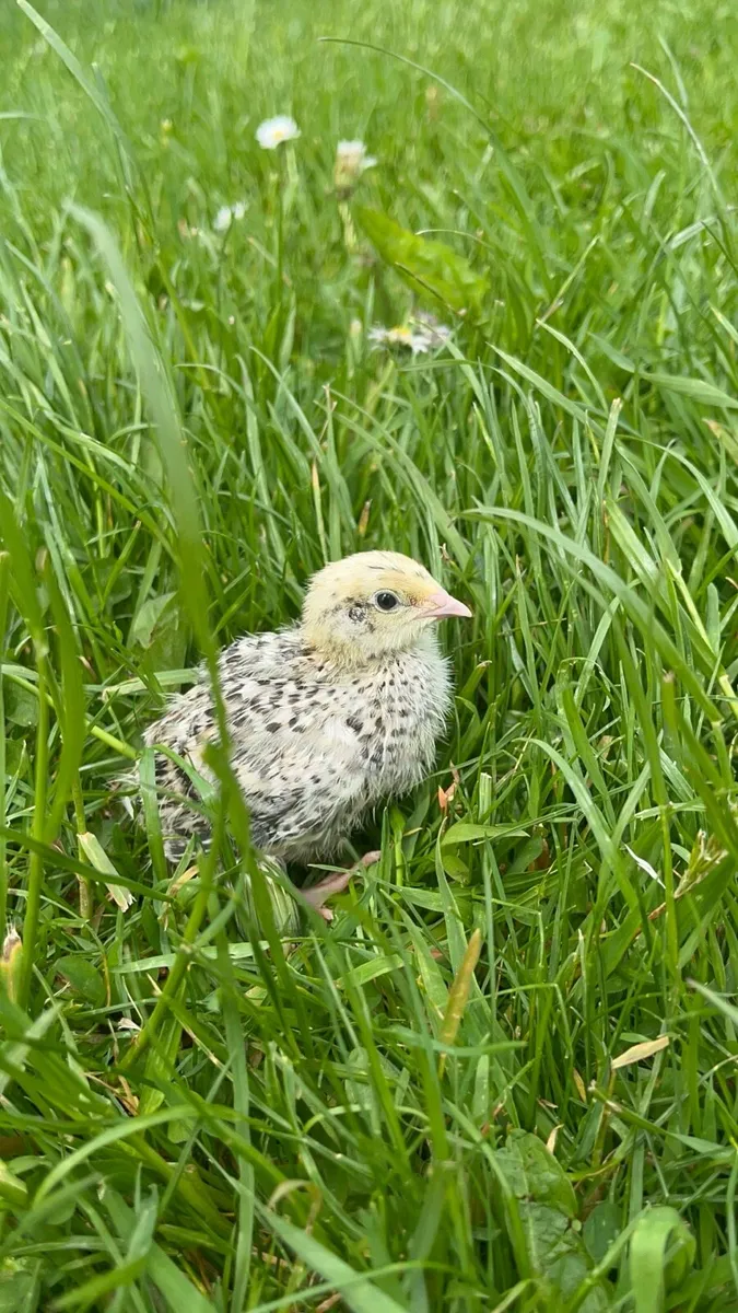 Quail hatching eggs - Image 3