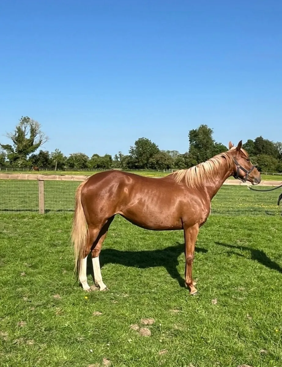 4 year of old thoroughbred filly - Image 3