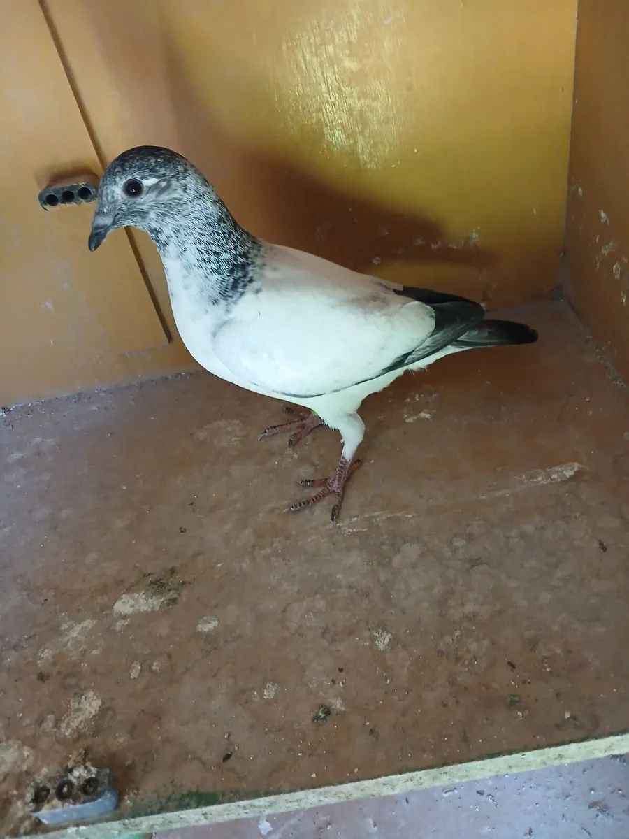 Grizzle Pidgeons - Image 4
