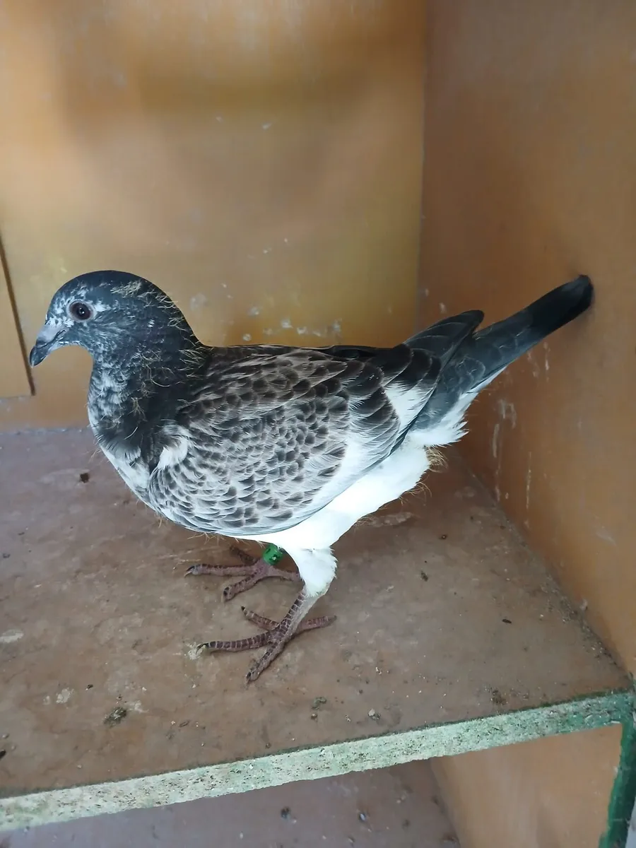 Grizzle Pidgeons - Image 1